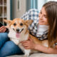diabetes canina