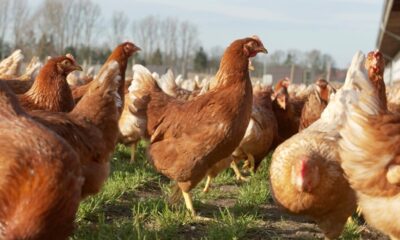 ds gallinas 1