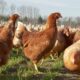 ds gallinas 1