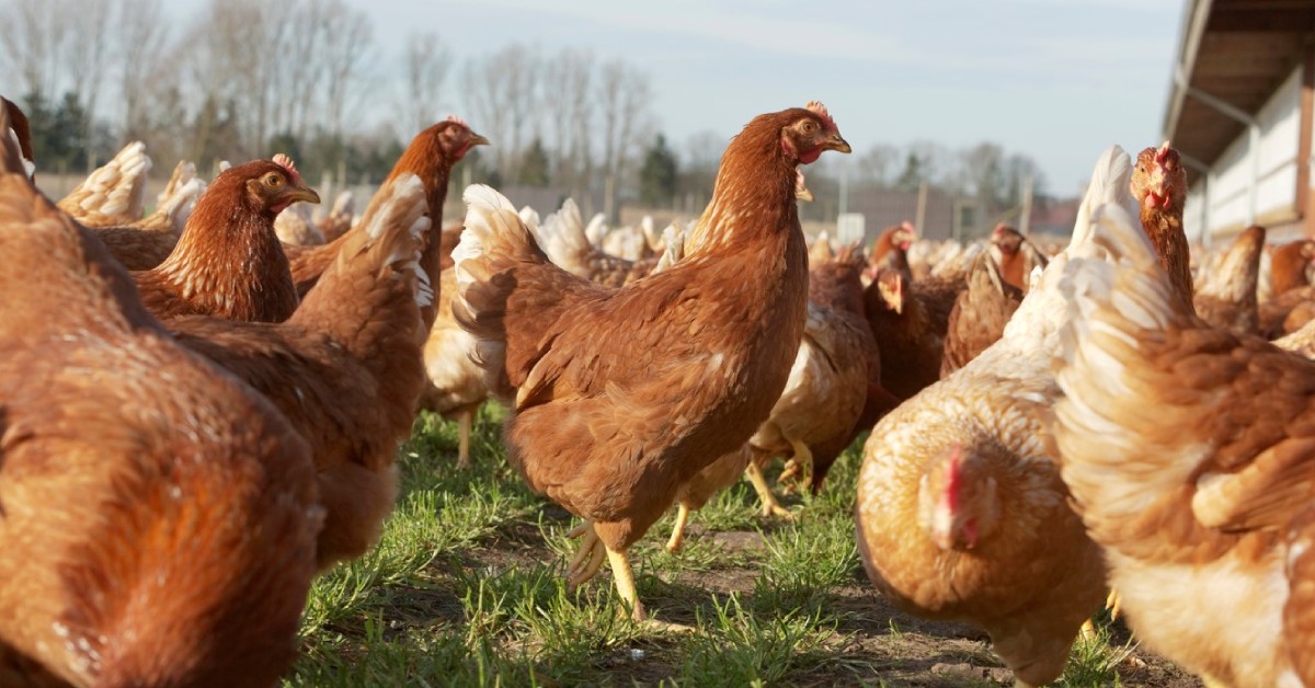 ds gallinas 1