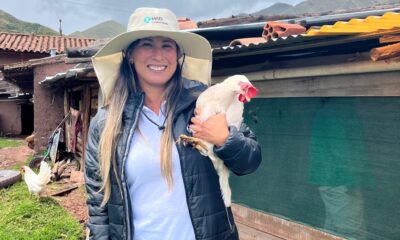 ds gallinas