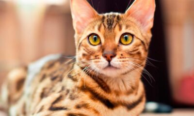 ds gato