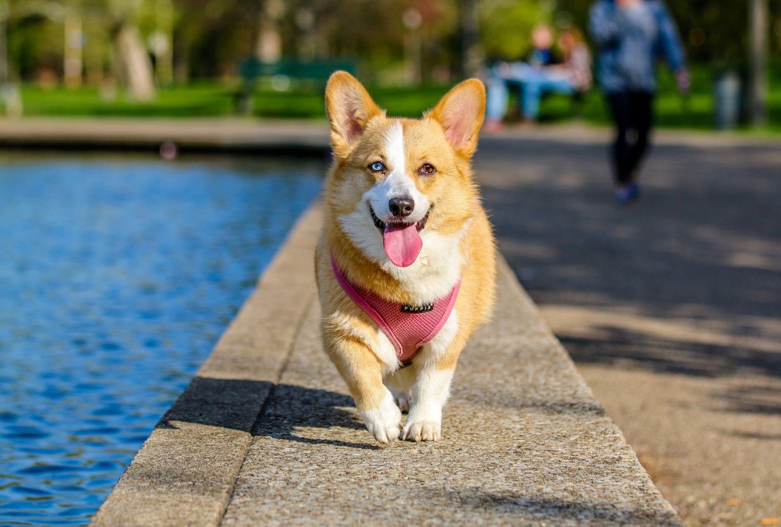 golpe calor perros