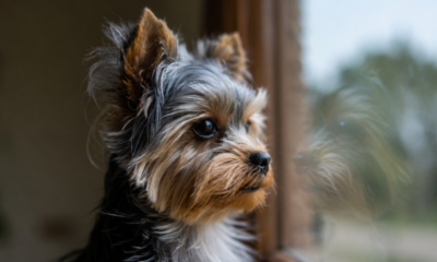 insuficiencia canina
