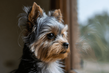 insuficiencia canina