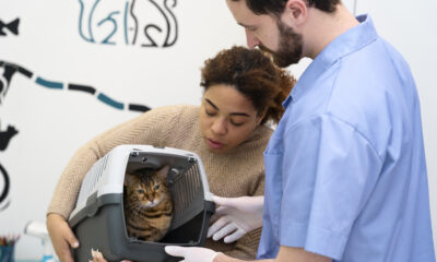 labor vet