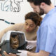 labor vet