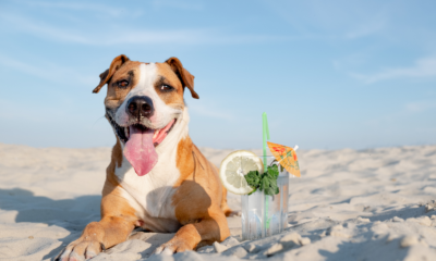 mascota playera