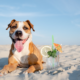 mascota playera