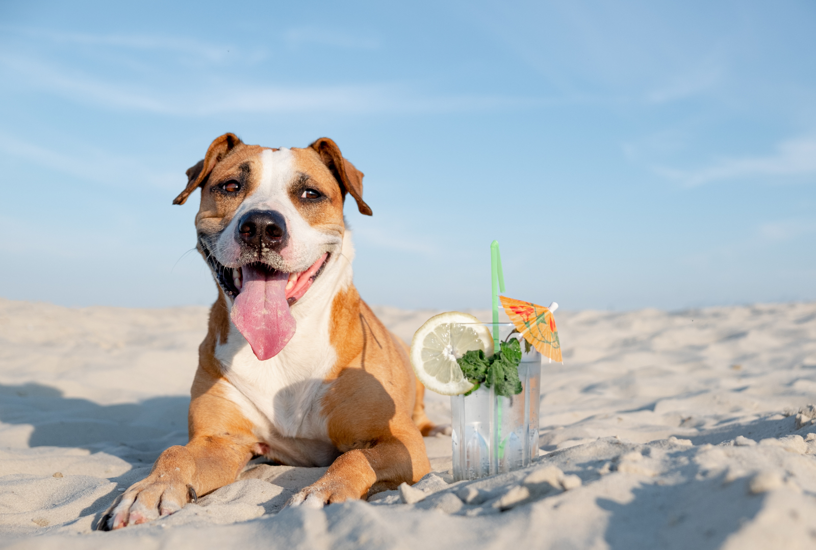 mascota playera