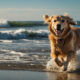 perro garrapatas