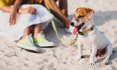 perro playa.jpg
