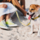 perro playa.jpg