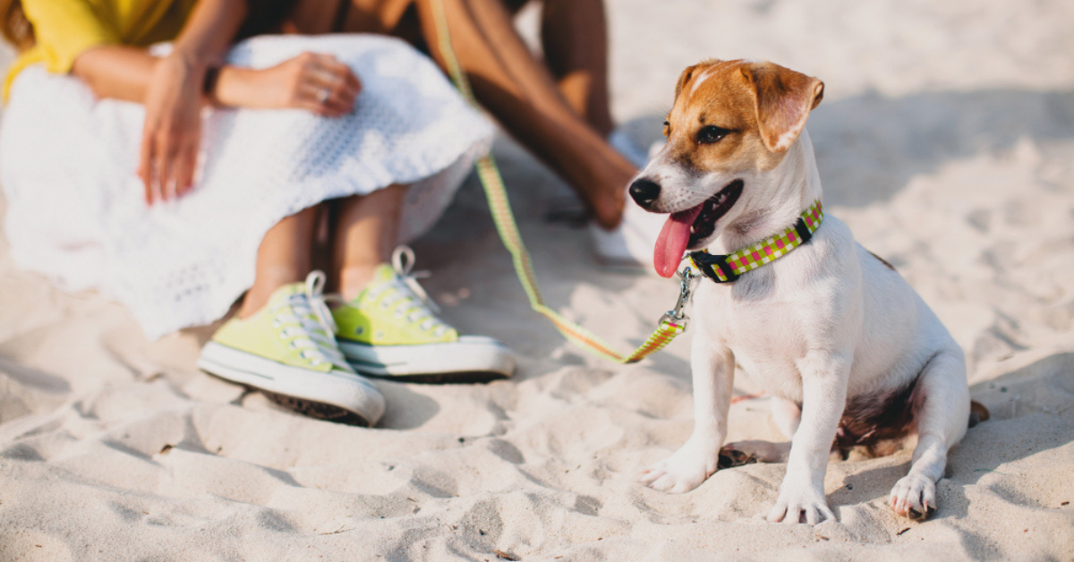 perro playa.jpg