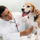 u leptospirosis
