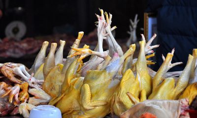 zoom pollo